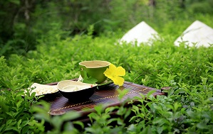 bài thuốc chữa ung thư, thuốc nam chữa ung thư, bai thuoc nam chua ung thu